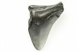 Bargain, Fossil Megalodon Tooth #194089-1